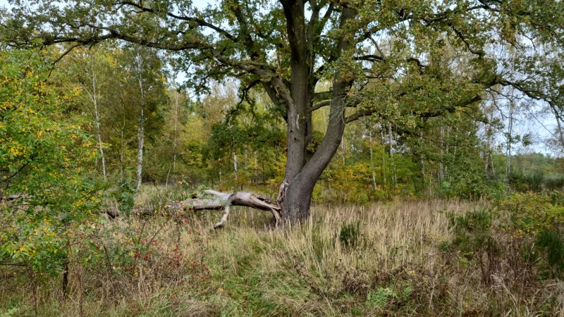 IMG-20211018-WA0003