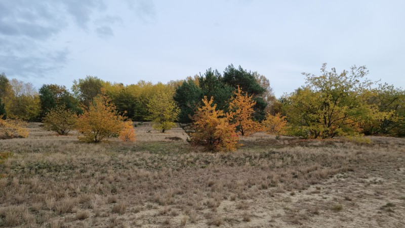 IMG-20211019-WA0063
