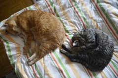 Kater