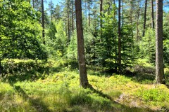 IMG-20250630-WA0066