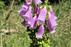 IMG-20250630-WA0068