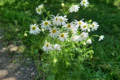 IMG-20250630-WA0069