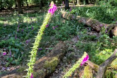 IMG-20250630-WA0128