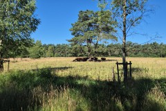 IMG-20250701-WA0006