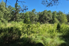 IMG-20250701-WA0020